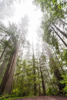 Tall redwood trees shrouded in mist, creating a serene and majestic forest landscape.